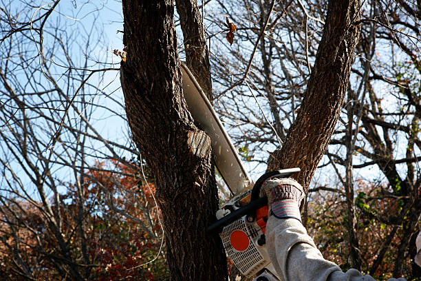 Best Commercial Tree Removal  in USA